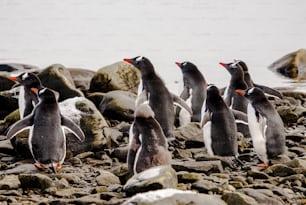 南極のジェンツーペンギンのコロニー