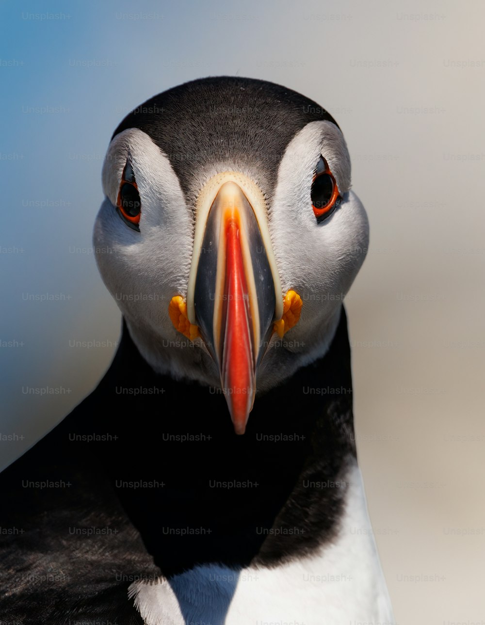 Atlantic puffin on Machias Seal Island, off the coast of Maine.