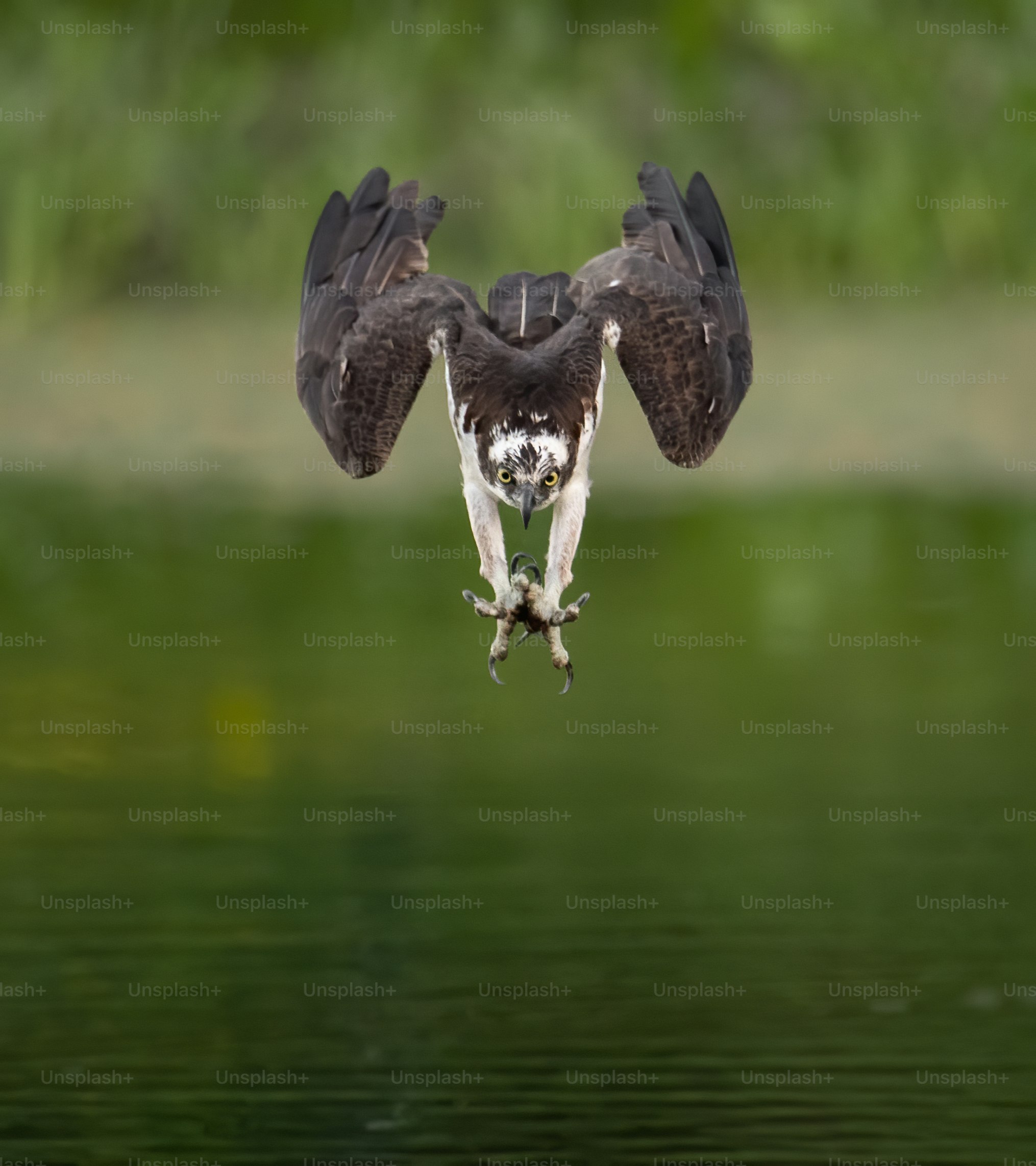 osprey