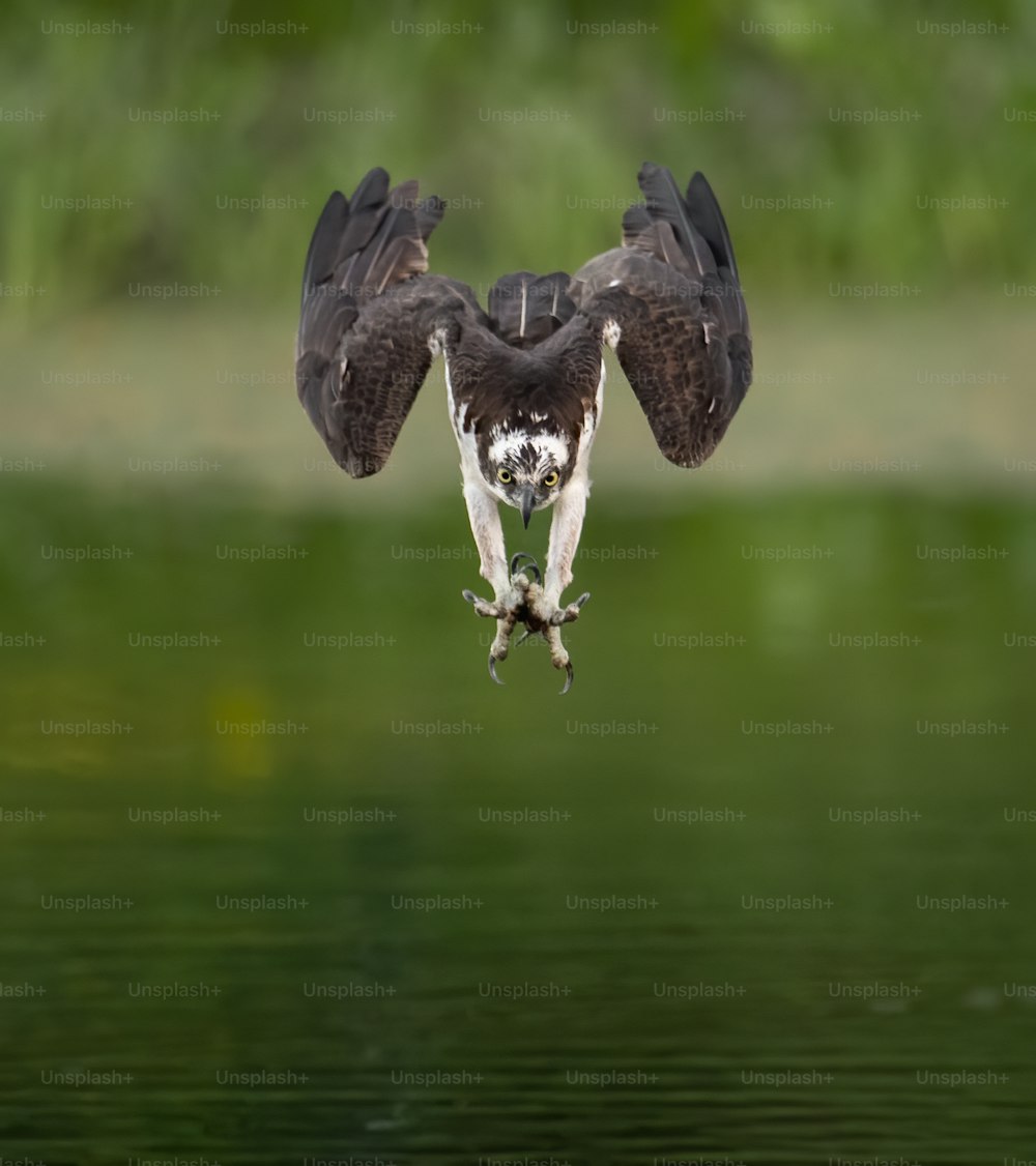 An osprey in Southern Florida