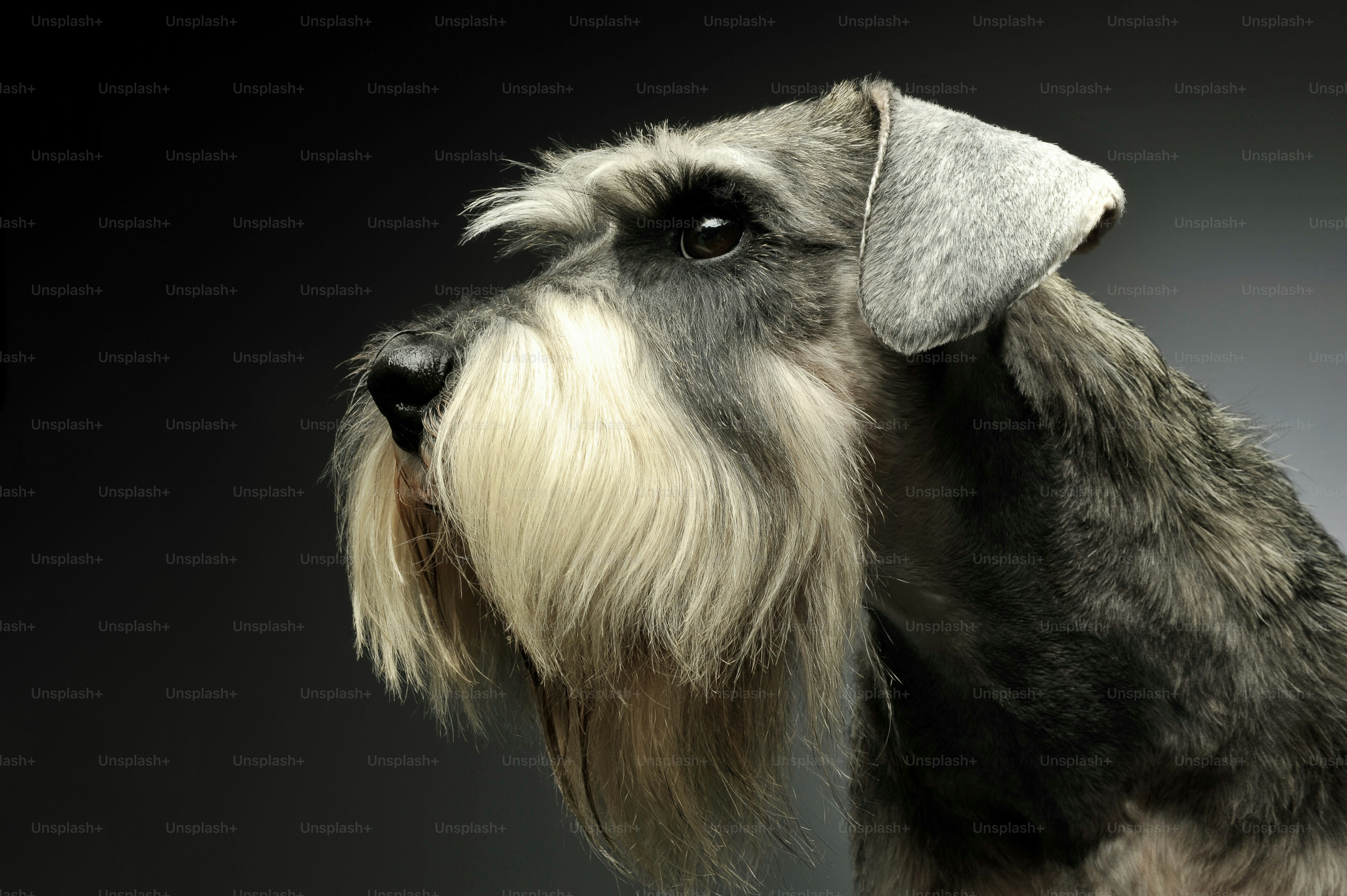 Imágenes de Miniature Schnauzer | Descarga imágenes gratuitas en Unsplash, image size:3000x1996