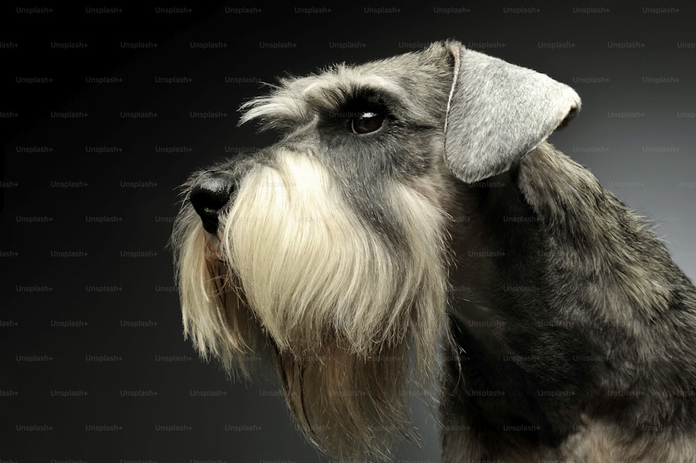 Portrait of an adorable Schnauzer looking curiously - studio shot, isolated on grey background.