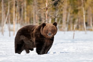 Brown Bear standing in the snow in spring awakening