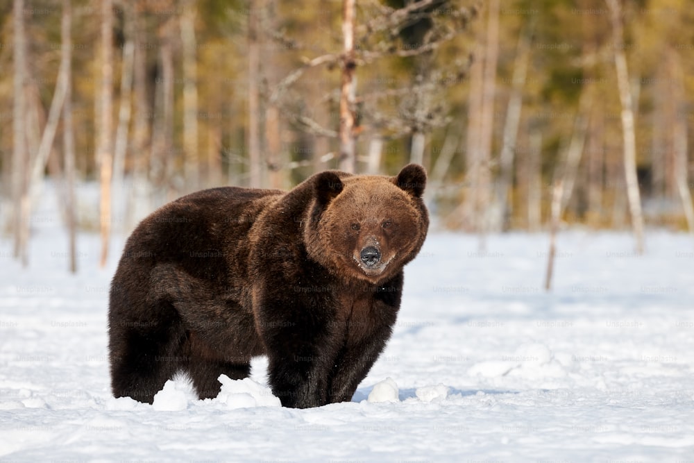 Orso bruno in piedi nella neve nel risveglio primaverile