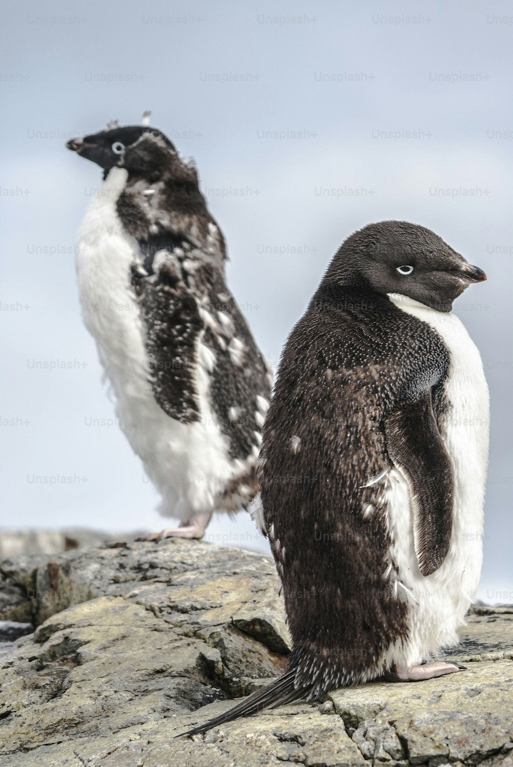 A couple of Adelie Penguins in Antarctica