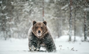 Macho adulto de urso pardo caminha pela floresta de inverno na neve. Vista frontal. Queda de neve, nevasca. Nome científico: Ursus arctos. Habitat natural. Temporada de inverno.