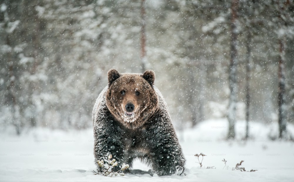 Adultes Männchen des Braunbären wandert im Schnee durch den Winterwald. Vorderansicht. Schneefall, Schneesturm. Wissenschaftlicher Name: Ursus arctos. Natürlicher Lebensraum. Wintersaison.