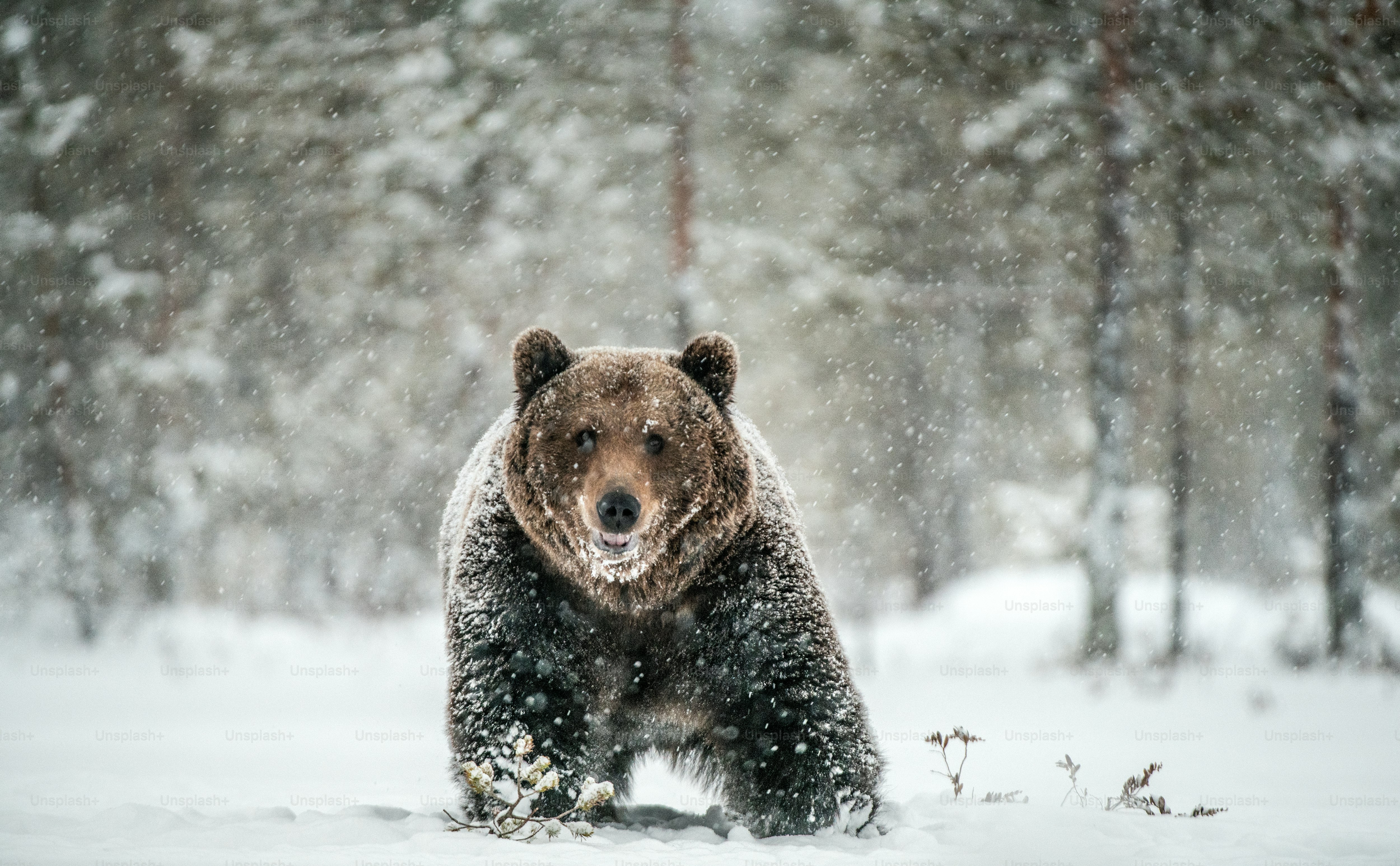 No animal is too fearsome and dangerous for passionate Unsplash photographers. Members of our professional community have delved into the northern woods and forests and come out with over 500 astounding high-resolution bear pictures.