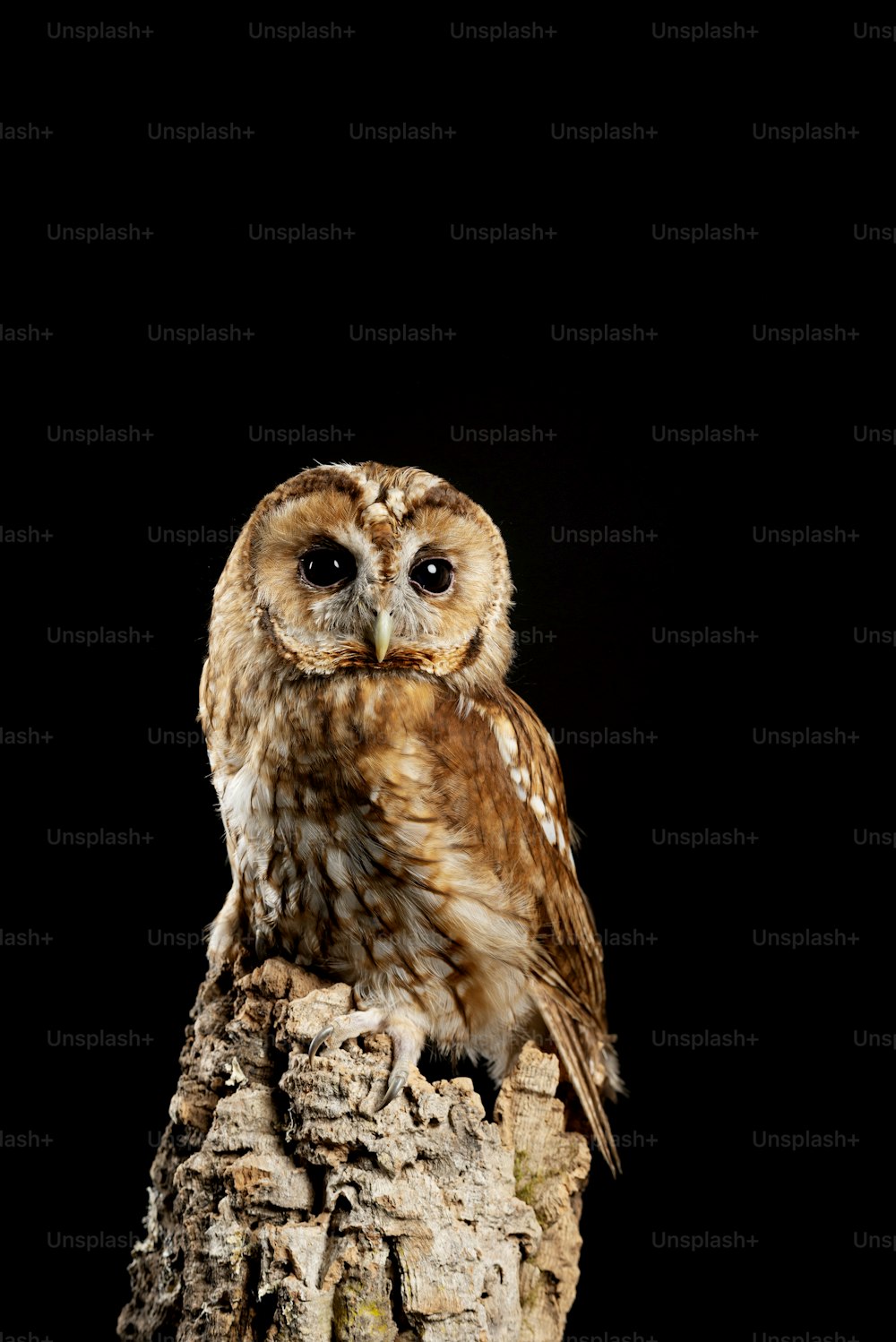 Retrato bonito de Tawny Owl Strix Aluco isolado no preto no cenário do estúdio