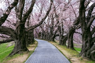 Reihe von Kirschblütenbäumen im Frühling, Kyoto in Japan.