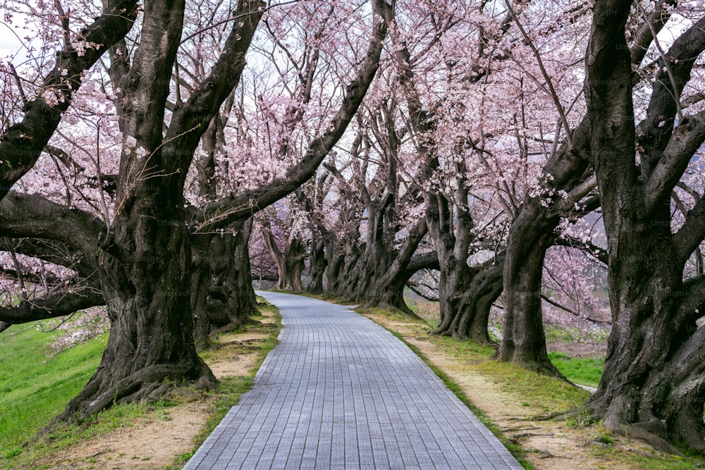 Row of cherry blossom tree in springtime, Kyoto in Japan.