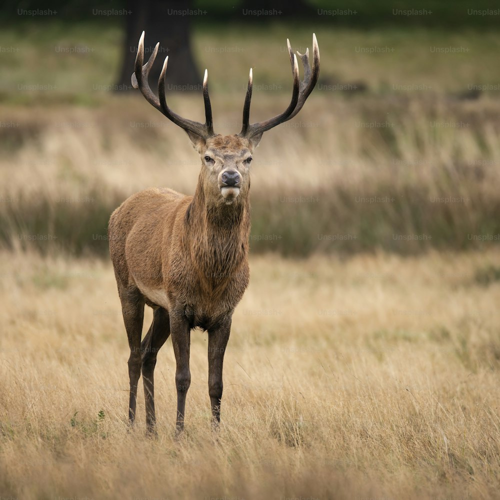 Beautiful red deer stag Cervus Elaphus in Autumn Fall woodland landscape during the rut mating seson