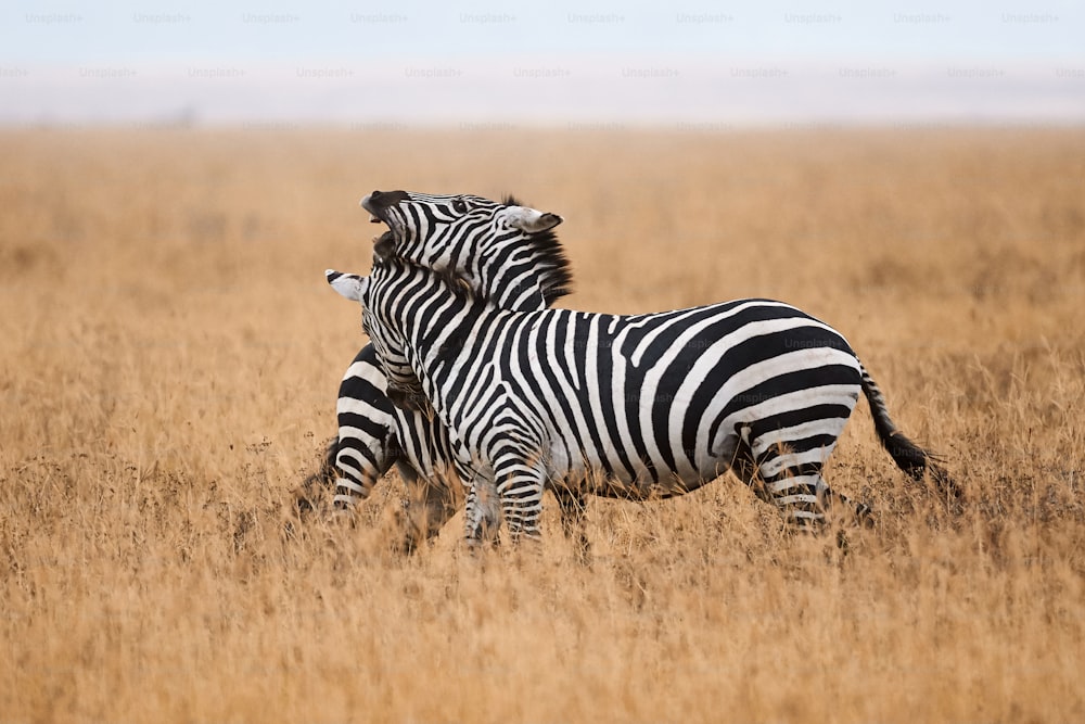 Two wild zebras fight in the savannah of Tanzania.