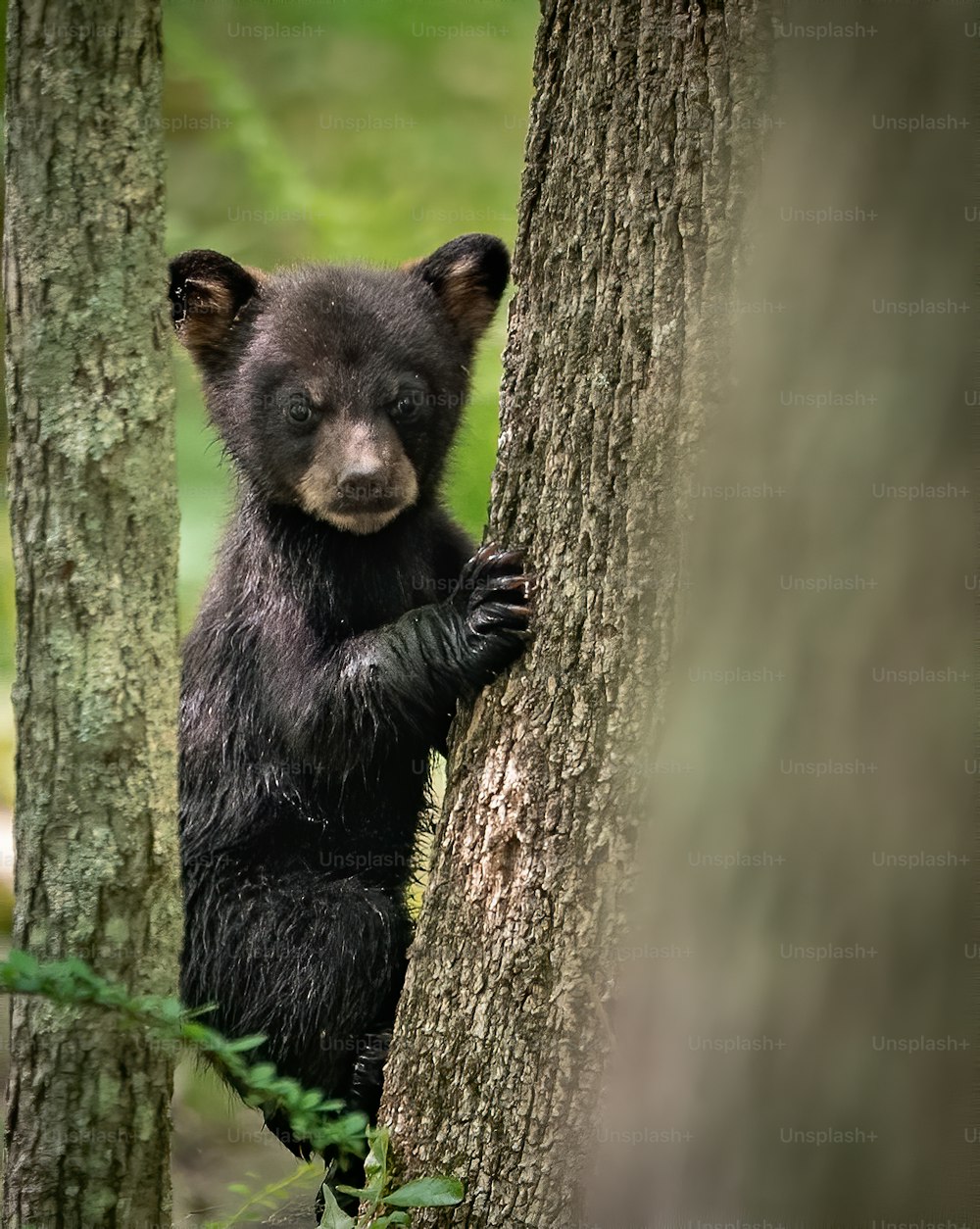 Un retrato de oso negro en el bosque.