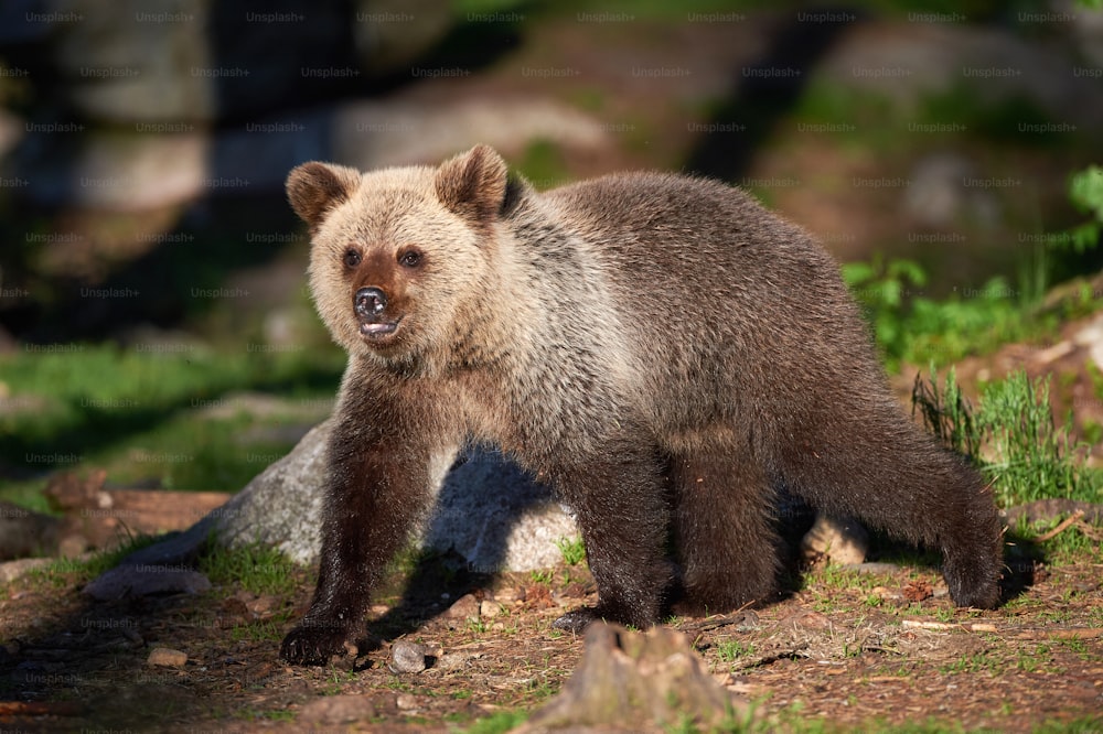 Giovane orso bruno carino che cammina nella taiga finlandese