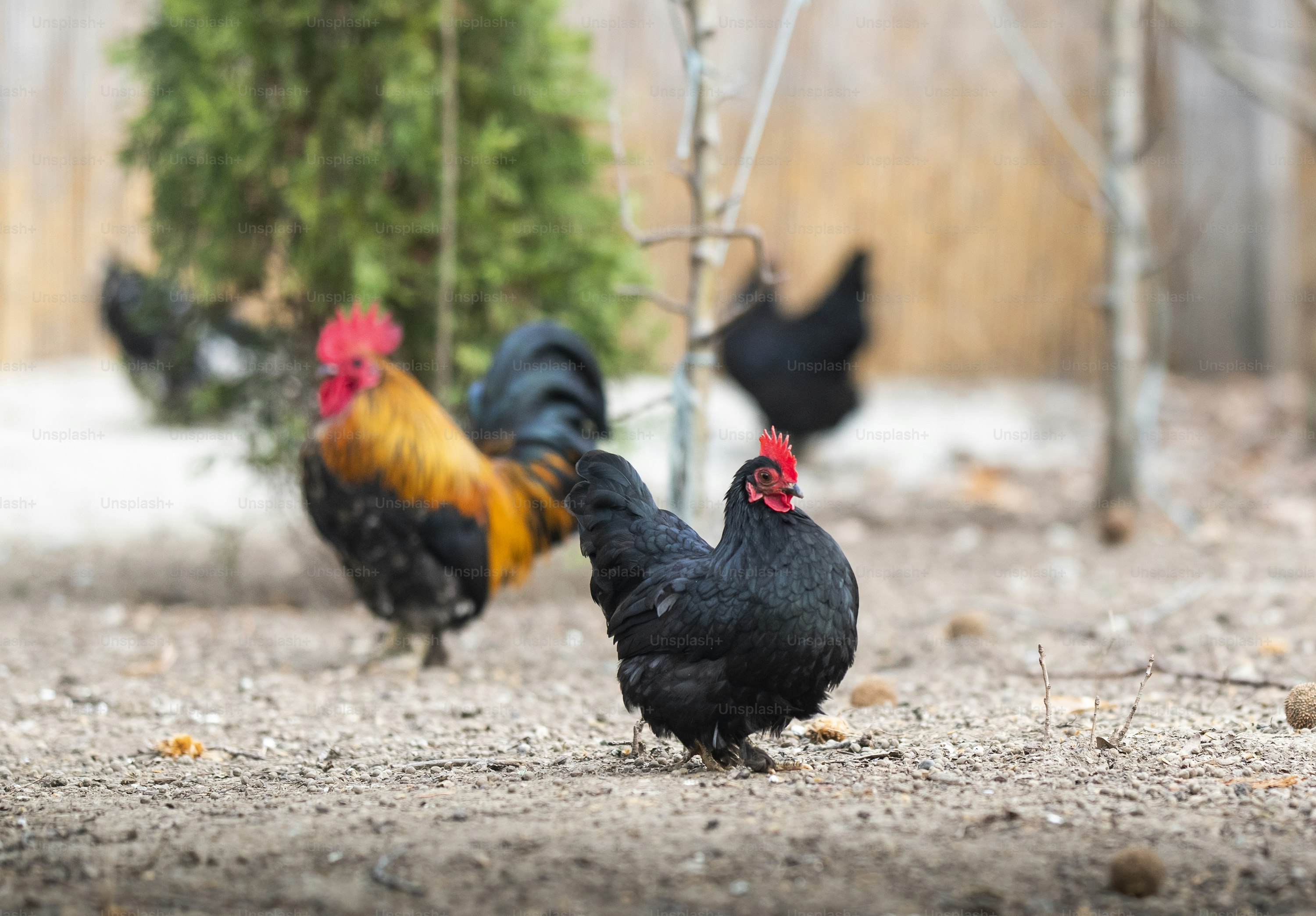 Bruderhahn‑Initiative: Was Verbraucher wissen sollten