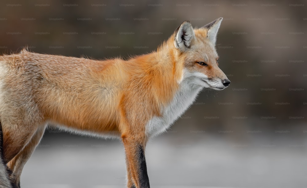 A red fox in New Jersey