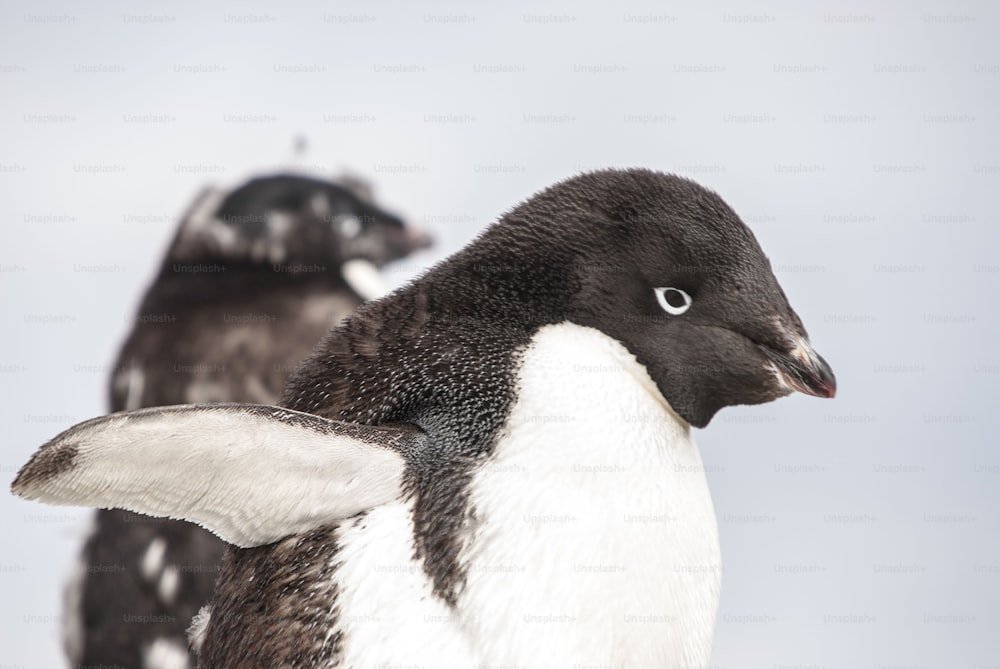 Um pinguim de Adélia na Antártida