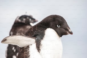 南極のアデリアペンギン