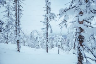 Forêt d’hiver enneigée après une tempête de neige nocturne. Concept de temps et de changement climatique