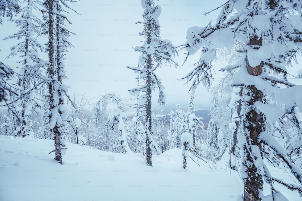 밤 눈보라가 지나간 눈 덮인 겨울 숲. 날씨와 기후 변화의 개념