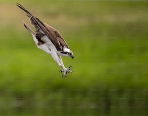 Un águila pescadora en el sur de Florida