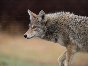 Un coyote nella Columbia Britannica, in Canada.