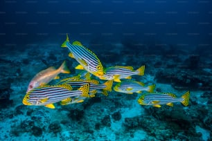 Un banco de peces labios dulces en Maldivas