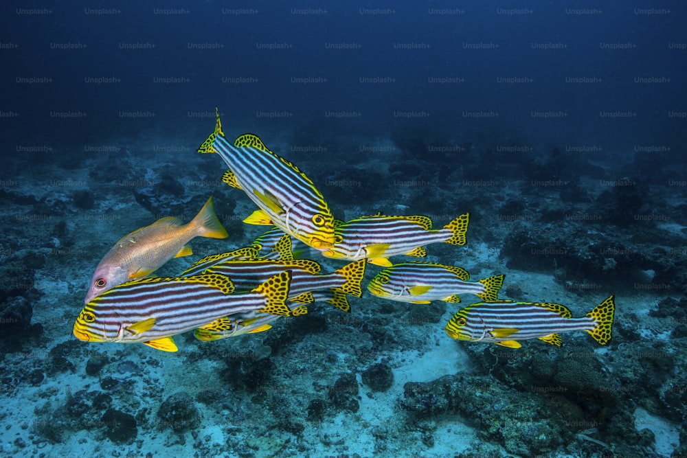Un banco de peces labios dulces en Maldivas