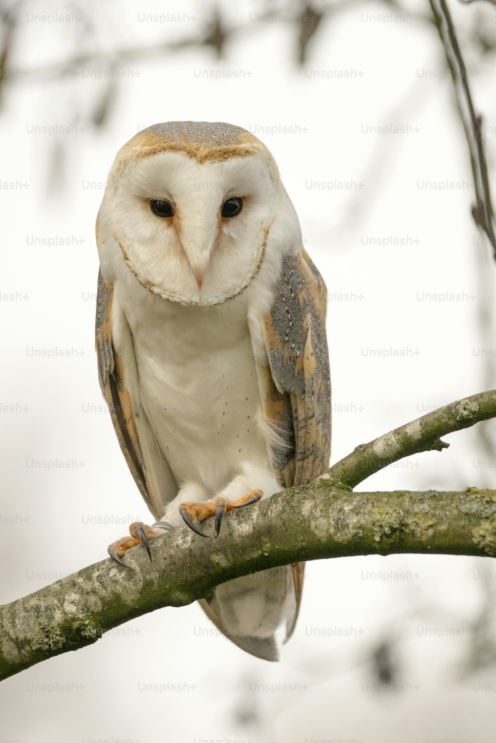 Barn owl (Tyto alba) sitting on a branch. White bokeh background. Noord Brabant in the Netherlands!