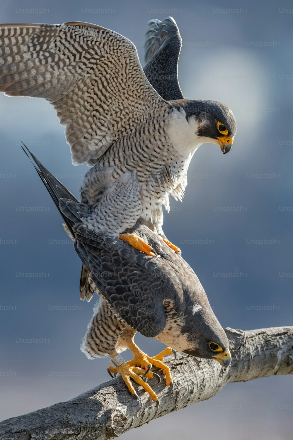 A peregrine falcon in New Jersey