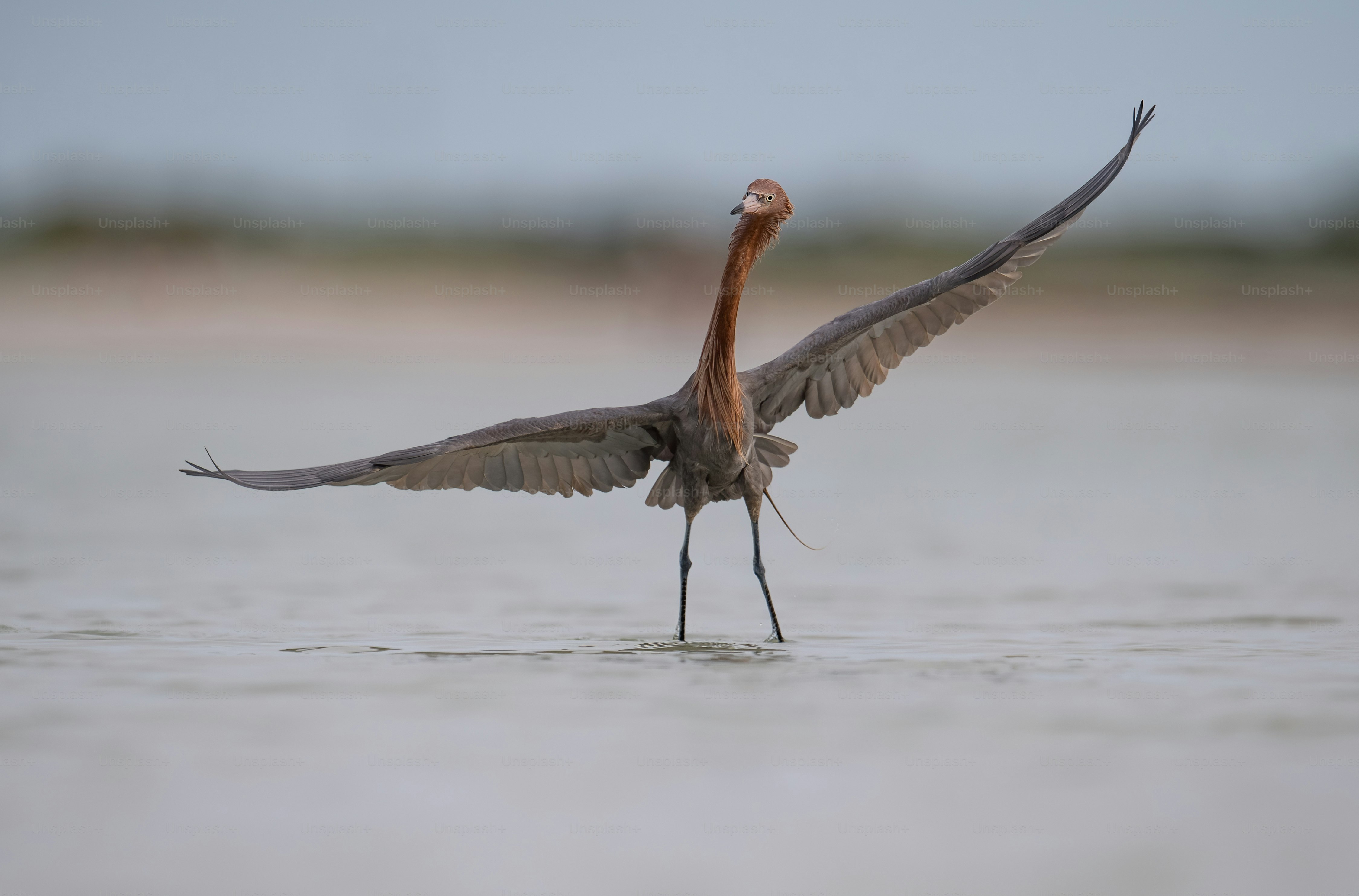 Garceta rojiza en el norte de Florida