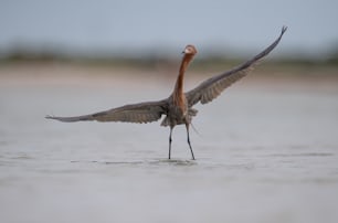 Reddish egret in Northern Florida