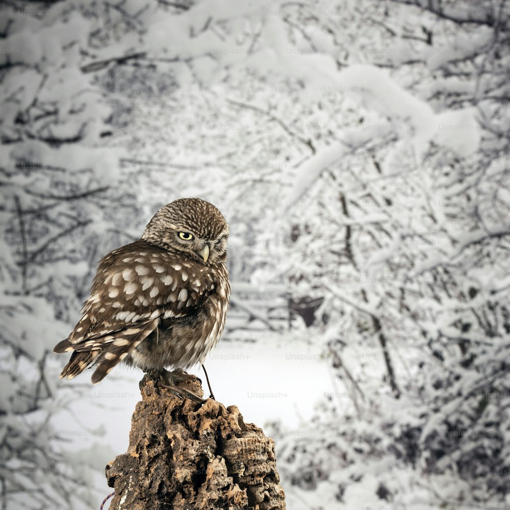 Hermoso retrato de la lechuza Athena Noctua en el entorno de estudio con el fondo de la naturaleza del invierno
