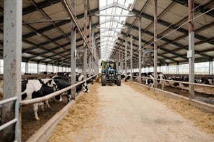 Deux grands enclos avec des vaches laitières de race pure mangeant des aliments pour le bétail à l’intérieur d’une ferme d’élevage contemporaine et un tracteur avançant le long de l’allée