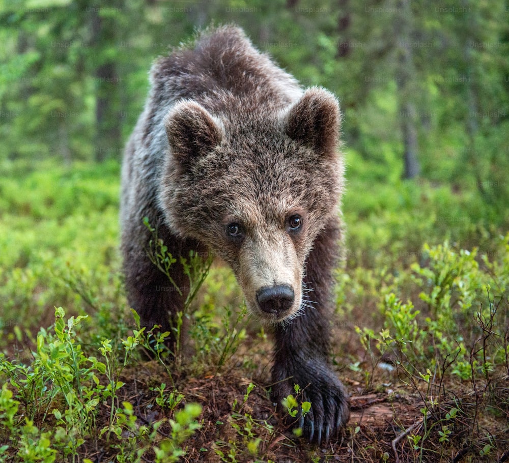Cucciolo di orso bruno nella foresta estiva. Vista frontale.  Habitat naturale. Nome scientifico: Ursus arctos.