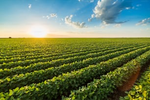 Green ripening soybean field, agricultural landscape