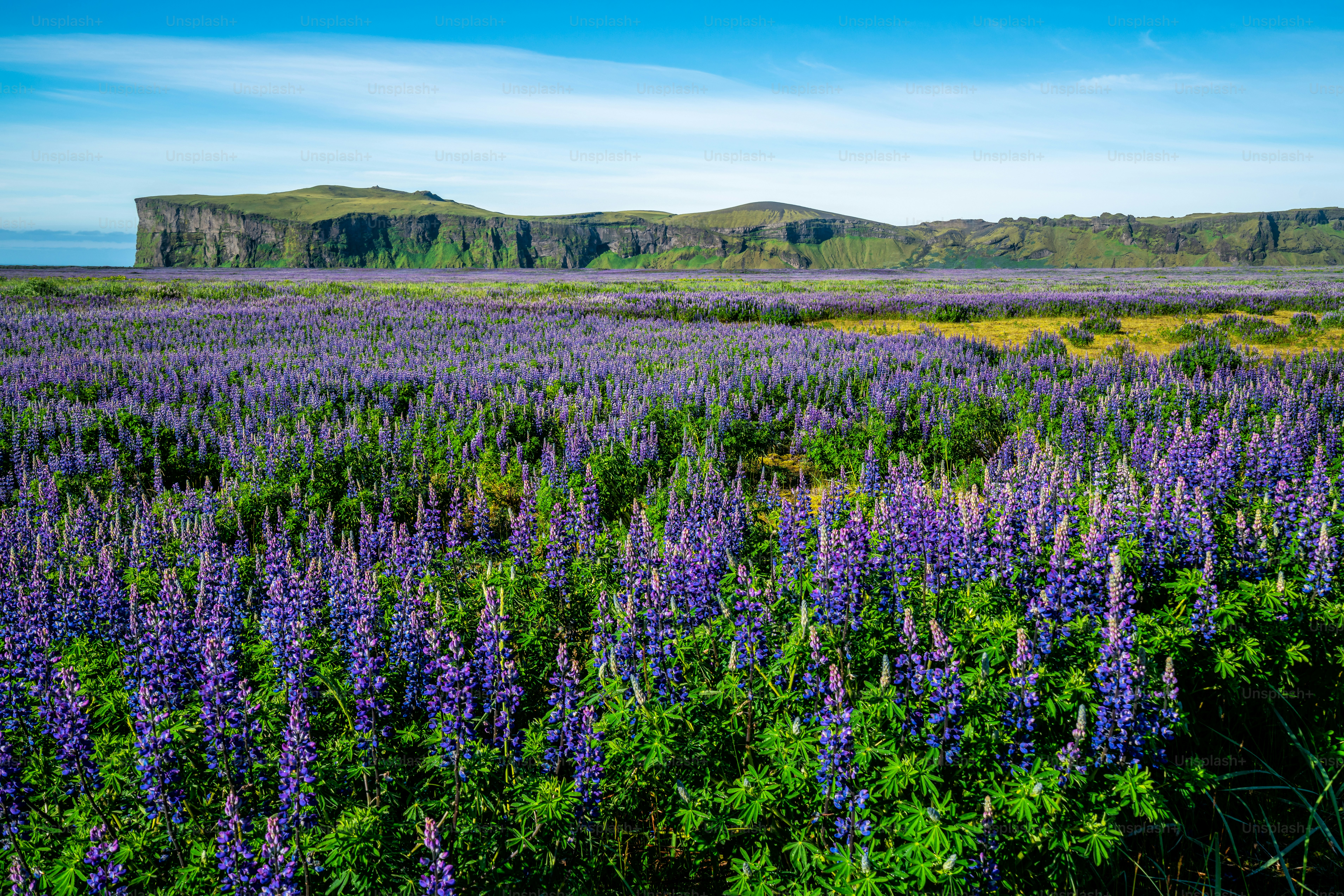 アイスランドのヴィークにあるルピナスの花畑。アラスカのルピナスの広大な風景。