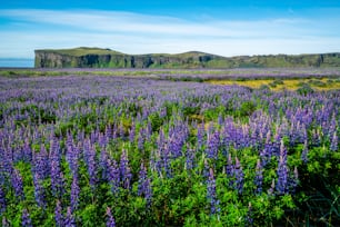 Lupine flowers field in Vik Iceland. Large landscape of Alaskan lupin.