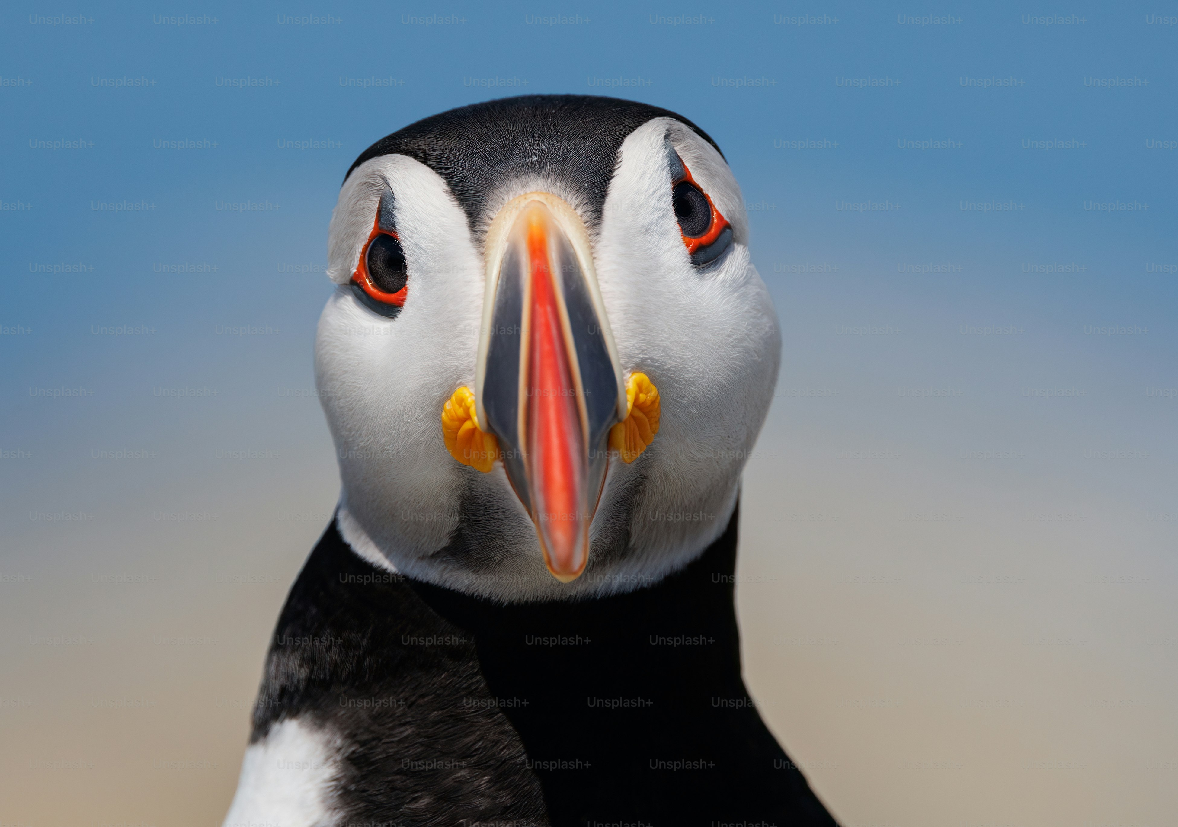 Atlantic Puffin On Machias Seal Island Off The Coast Of Maine Photo   Premium Photo 1661963268719 A708e0ff5169