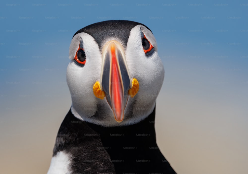 Atlantic puffin on Machias Seal Island, off the coast of Maine.