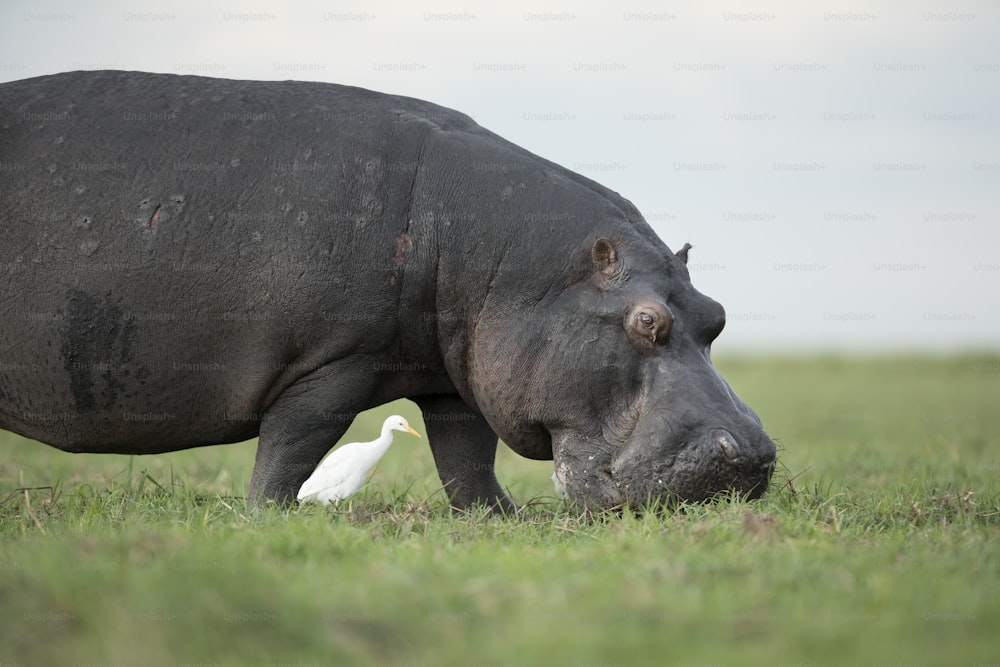 Alimentação de hipopótamos e garças de gado