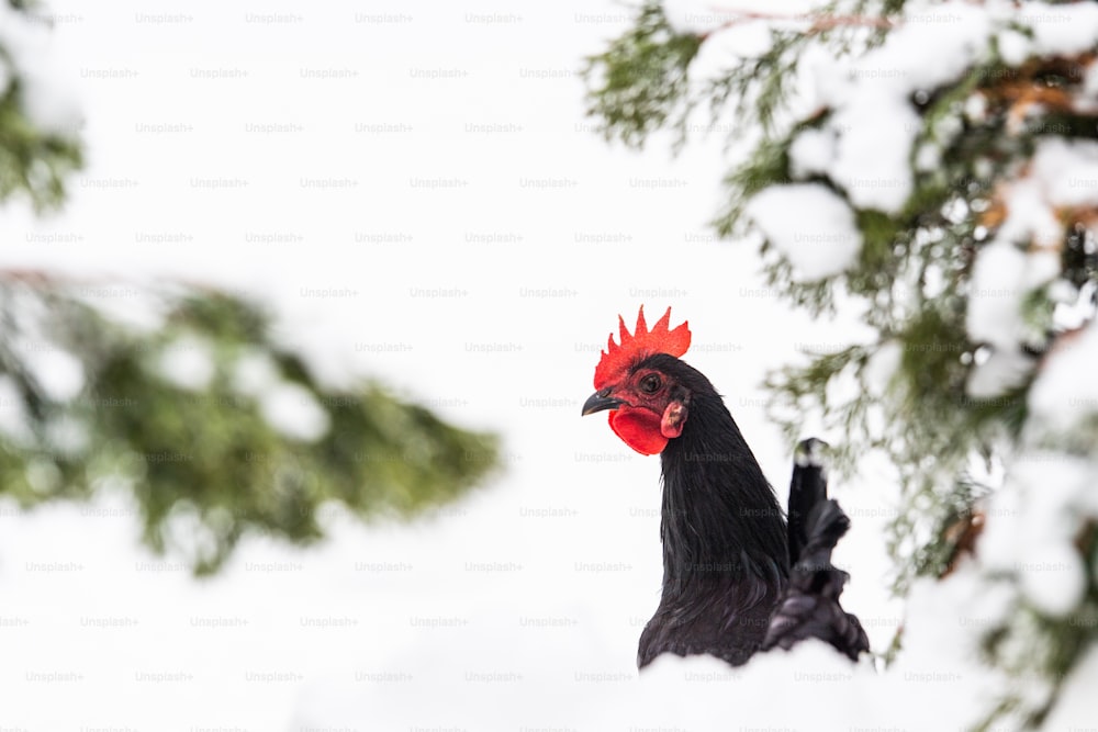雪に覆われた裏庭のニワトリ