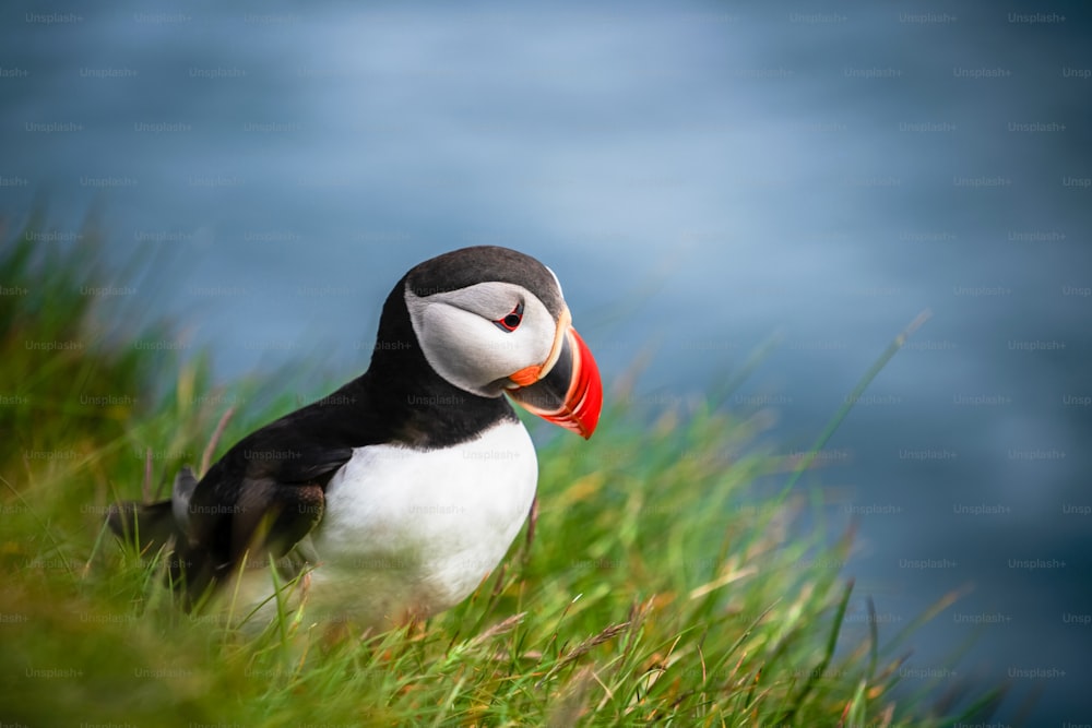 大西洋ツノメドリとも呼ばれるツノメドリは、ウミウシ科の海鳥の一種です。カナダのアイスランド、ノルウェー、フェロー諸島、ニューファンドランド、ラブラドールは、このツノメドリの大群として知られています。