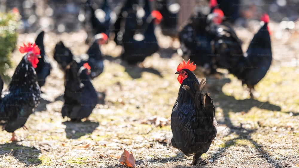 Un troupeau de poules, de poules et de coqs se promène librement dans une cour