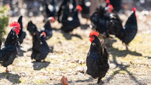 A flock of hens, chickens and rooster roam freely in a yards