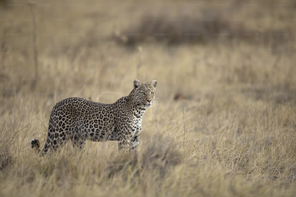 A Leopard in Chobe National Park, Botswana.