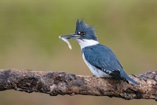 A belted Kingfisher in Florida