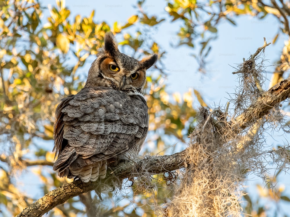 A great horned owl in Florida