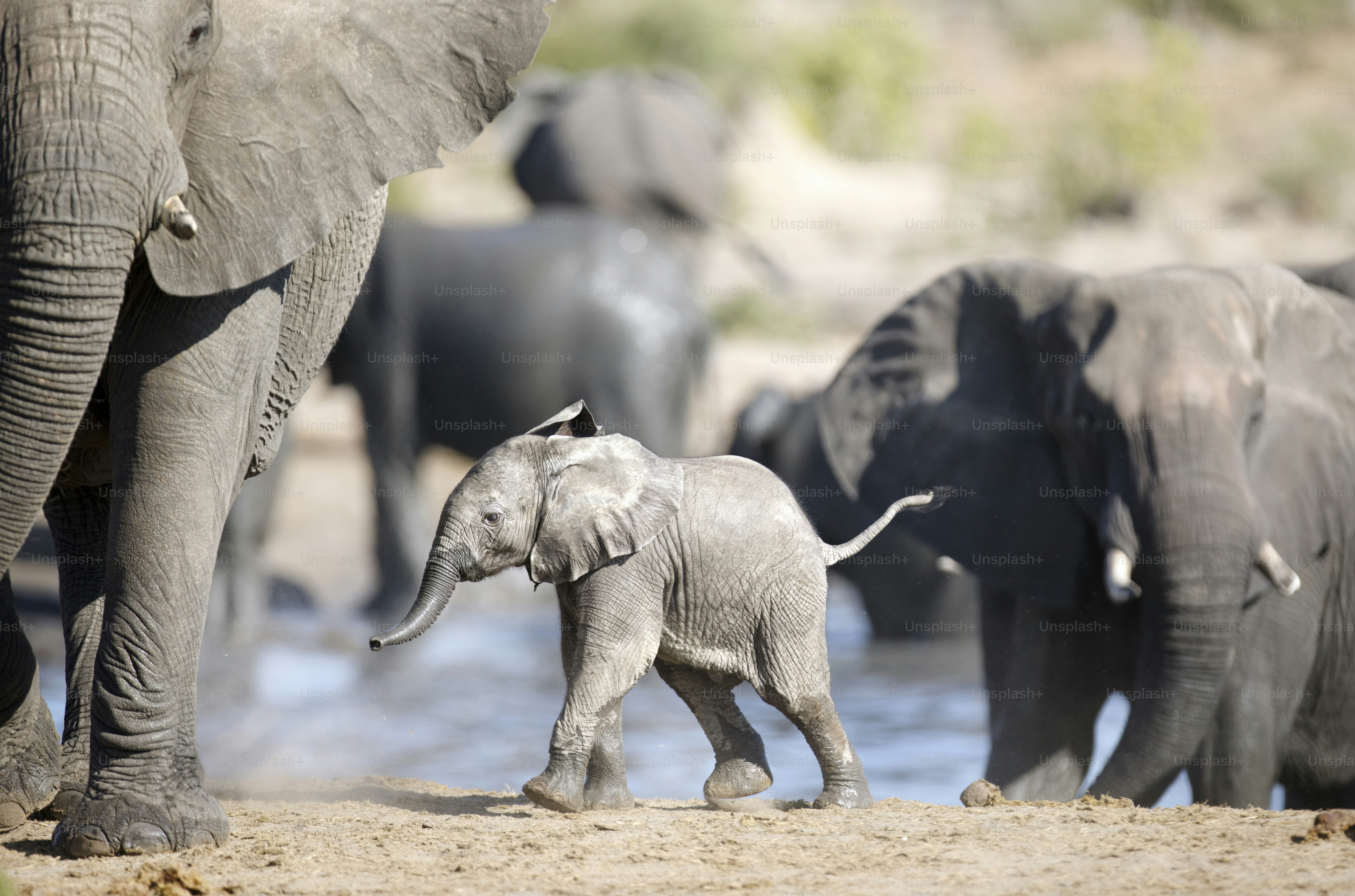 Ein junges Elefantenkalb spielt in der Nähe seiner Herde im Etosha Nationalpark, Namibia